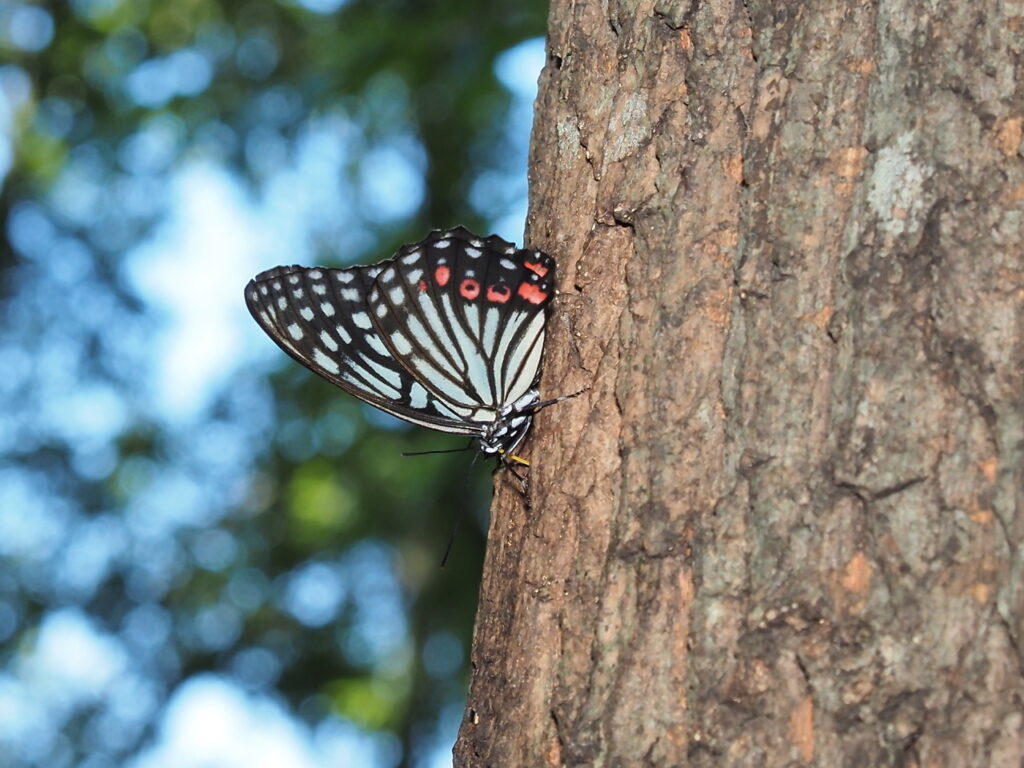 アカボシゴマダラ